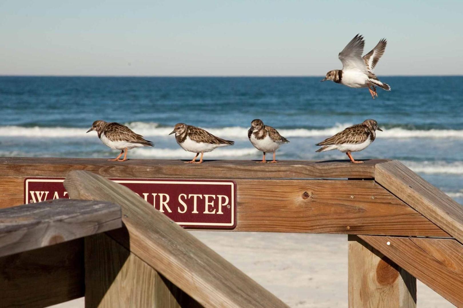 404 - Beautiful 2/2 Ocean View Apartment New Smyrna Beach Luaran gambar